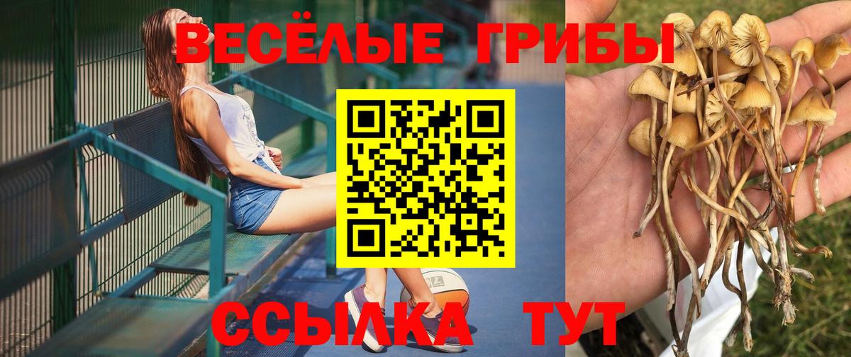 Галлюциногенные грибы Psilocybine cubensis Йошкар-Ола